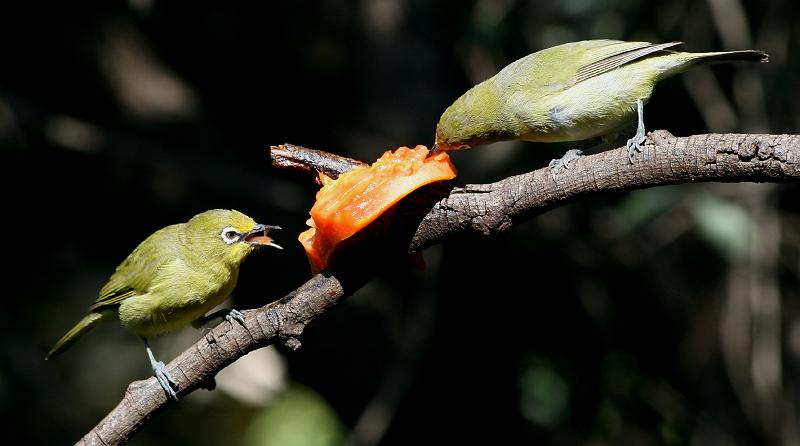 frieda 068.jpg - Lekker die papino!!! Los vir my ook 'n stukkie!!